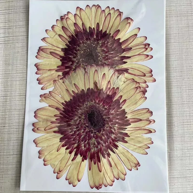Cayway 40 Stuks Echte Geperste Bloemen Droog met Pincetset, Gedroogde Geperste Bloemen Kleurrijke Echte Geperste Bloemen voor Resin Scrapbooking DIY