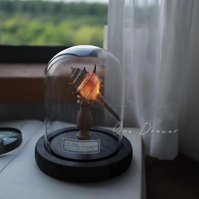 조개, 성게, 바다 달팽이 램프, 야간 조명 장식품