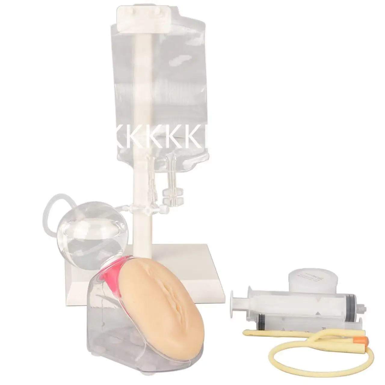 Urethral Catheterization Training Model 4