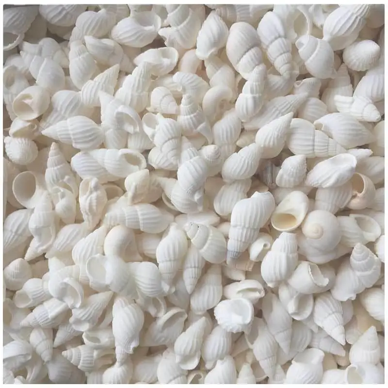 Natural Shell Ornaments 100pcs Small Shell White Nautical Wedding Wedding Decorationsations Ornaments White Small Beautiful Shell Conches Assorted natural shell ornaments