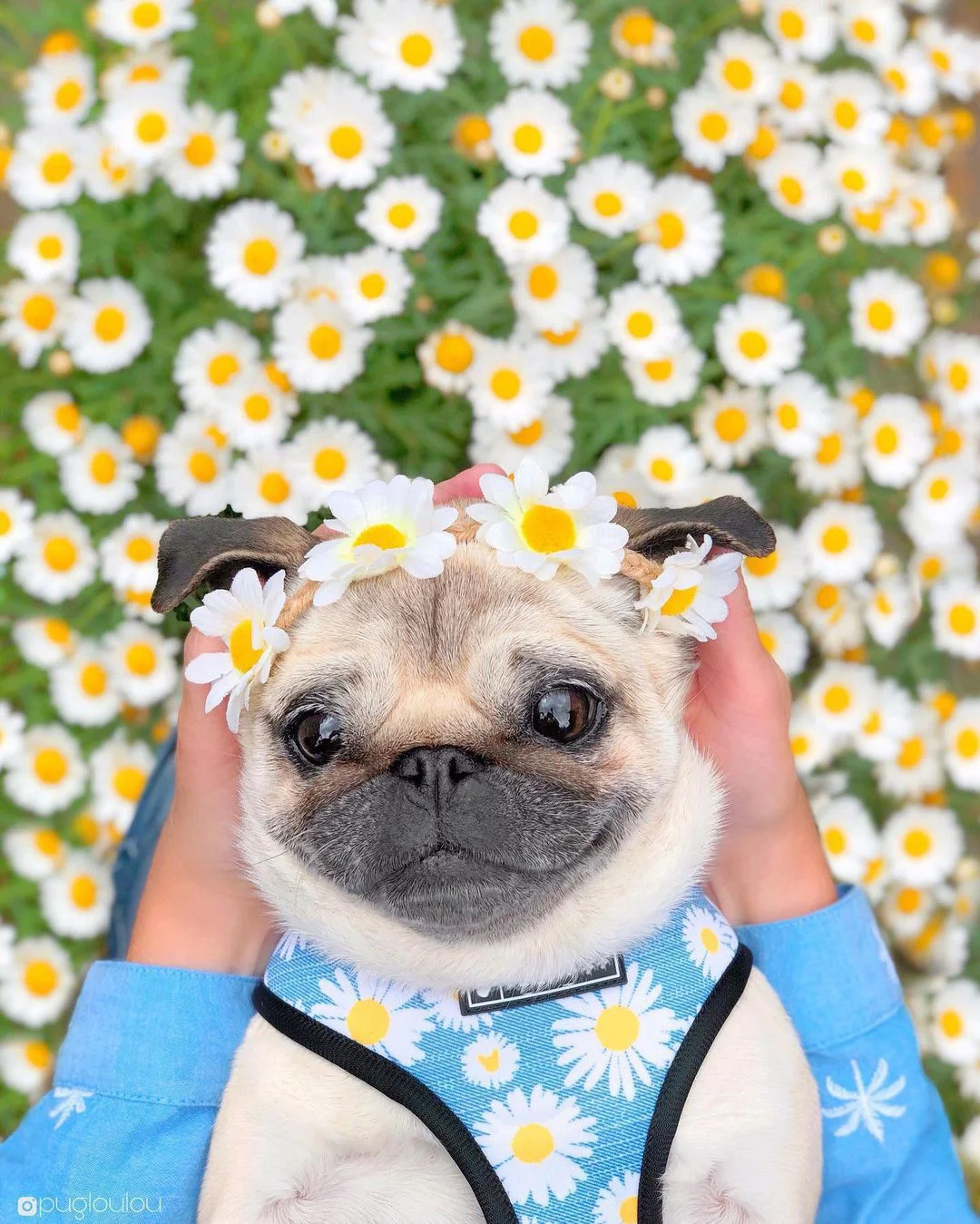 102368405_580077629320850_2065