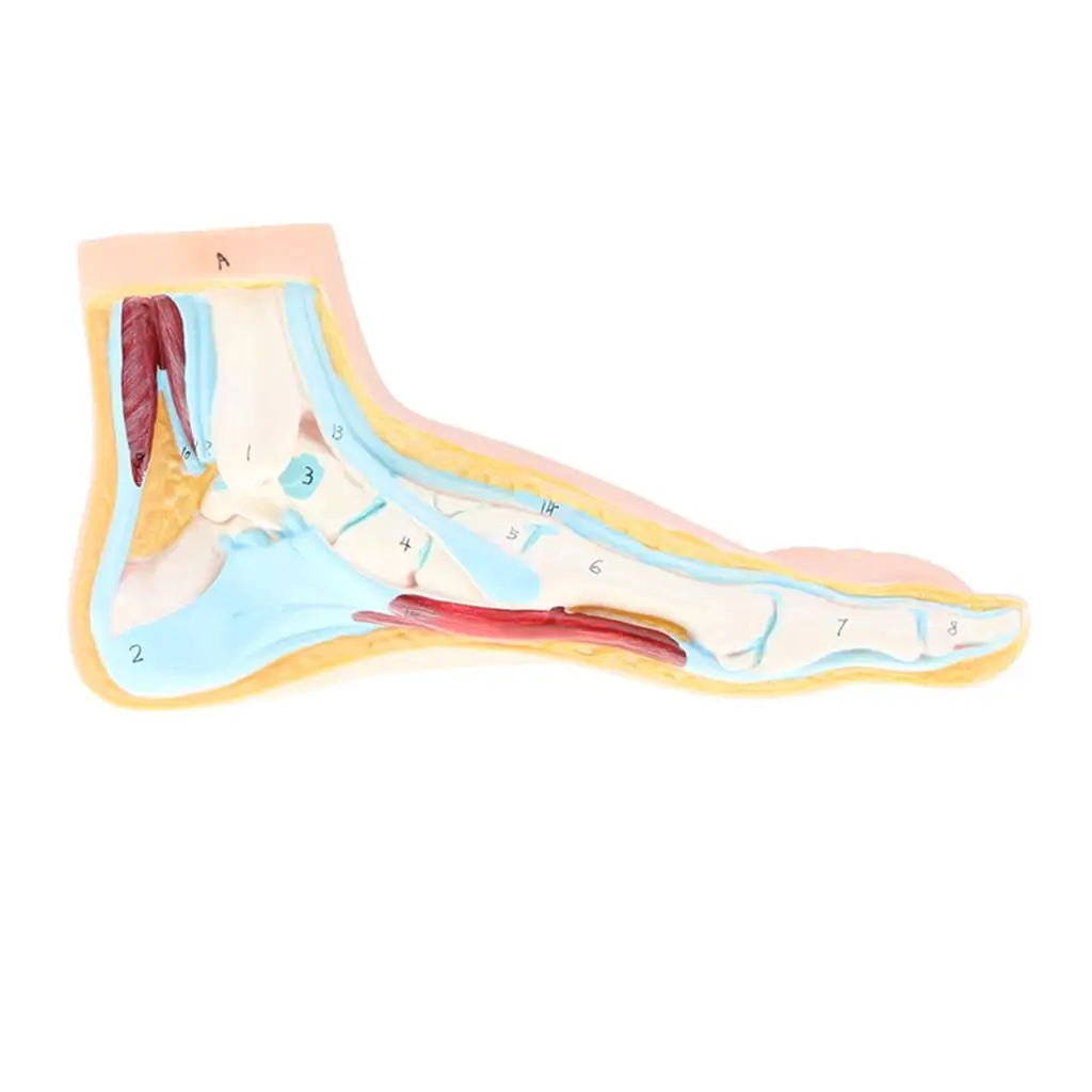 

Human Normal Foot Model 1:1 Lifesize Human Foot Model with Ligaments Bones Muscles Model Kit for School Learning Tool Lab Supply