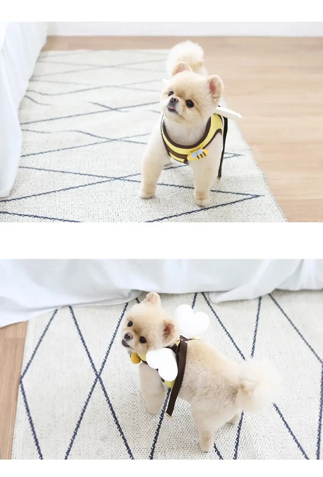 Cute Bee Kitten Puppy Dogs Harness and Leash Set Soft Breathable Dogs Vest Harness Leads Pet Clothes for Small Dogs Chihuahua