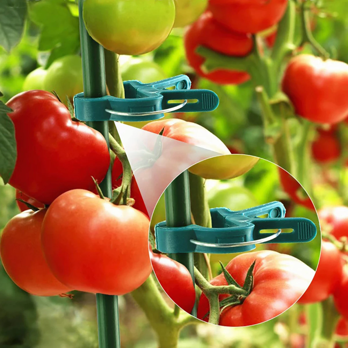 Plant Fixed Clips Reusable Garden Greenhouse Bracket Fixed Plants Vine Flower Seedling Stem Garden Support Supplies 20Pcs plant clips plastic plant clips
