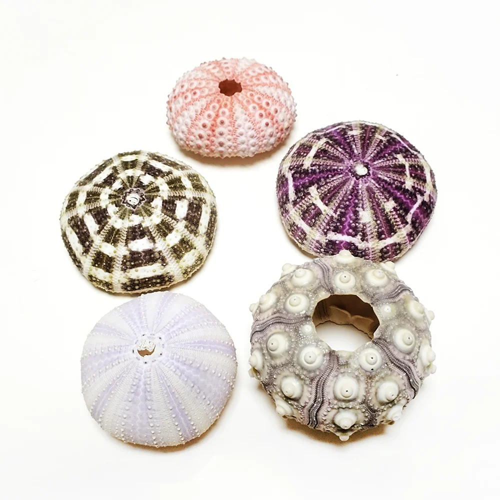 Natural Shell Ornaments Assorted Natural Sea Urchins Colorful Urchin Shells for Air Plants, Craft and Decorations DIY Crafts