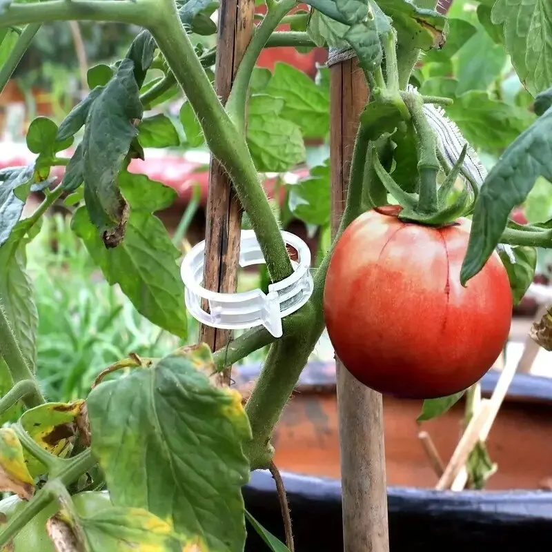 Plant Support Clips Garden Support Clips GrapeVine Tomato Vine Vegetables Plants Trellis Clips To Grow Up 50pcs