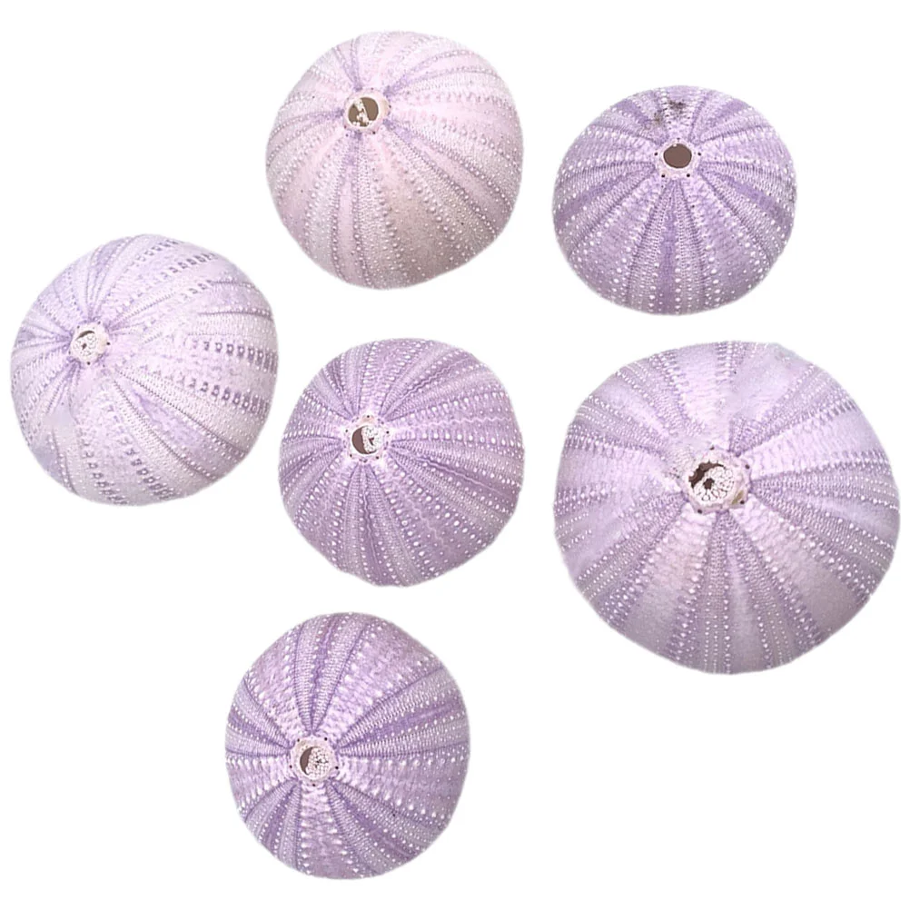 

6 Pcs Ornament Natural Shell Conch Urchin Craft Succulents Miniature Flower Pot Desktop Decor Sea Tabletop