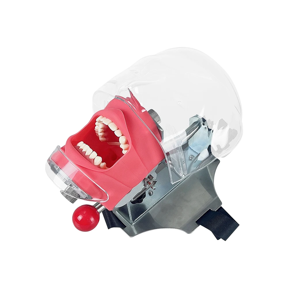 歯科　マネキン　ファントム Amazon.co.jp: 歯科用マネキン シミュレーター ファントム ヘッド歯科