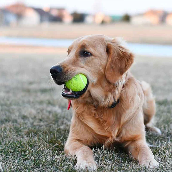AMA Tennis Balls,12-Pack Advanced Training Tennis Balls for Beginner, Pet Dog practice Tennis Balls with Mesh Bag for Easy Carry 4