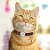 Personalized Printed Cat Collar Adjustable Kitten Puppy Collars With Free Engraved ID Nameplate Bell Anti-lost Cats Collars 5