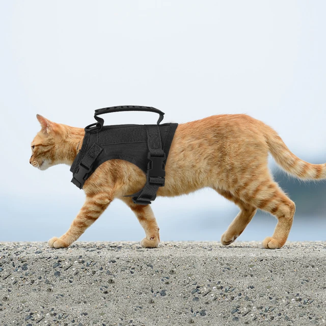 Cat Leash Training Walking A Kitten On A Leash Cat Harness