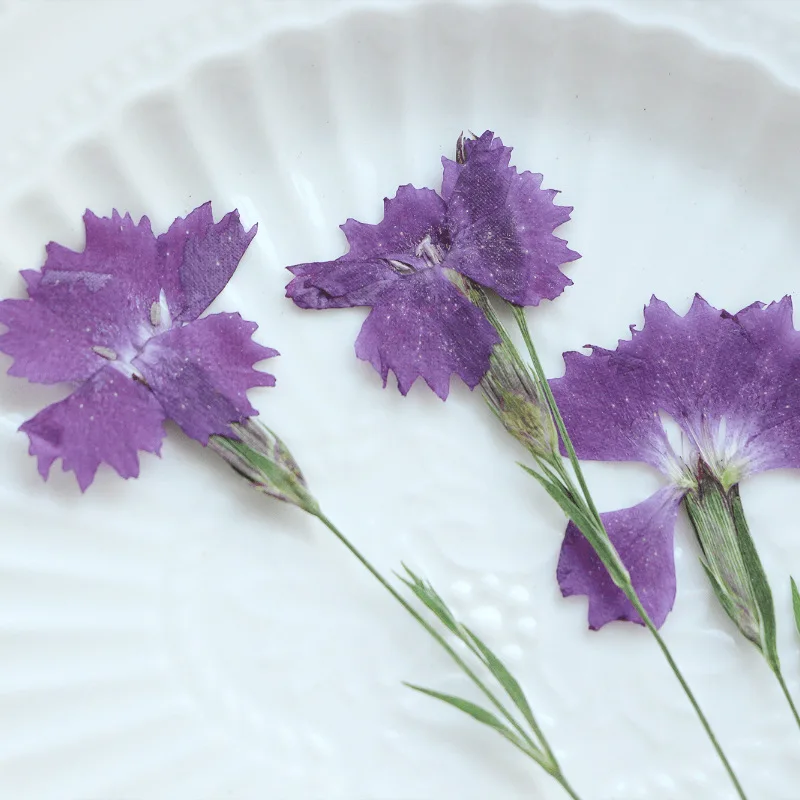 

120pcs Pressed Dried Dianthus Flower Stem Herbarium Jewelry Postcard Bookmark Frame Phone Case Face Makeup Lamp Card DIY