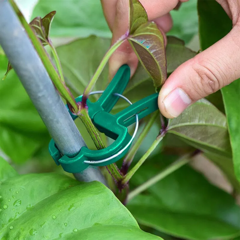 Garden Clip Vegetable Rhizome Flower Branch Plant Plastic Fixed-Clip Gardening-Clip 20 Pcs/Pack Small And Large Each 10PCS plastic plant clips plant clips