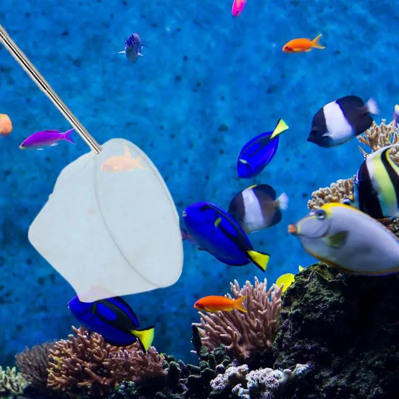 Épuisette D'aquarium De 5 Pouces Avec Poignée Extensible En Acier