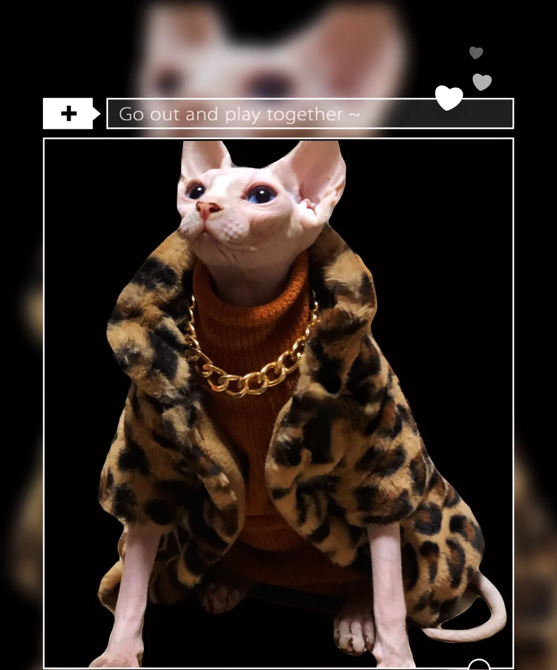 Sphynx Katzenkleidung – Winterjacke Aus Wintersamt, Warm & Weich, 2-lagig, Für Haarlose Katzen (Größen XS–XXL)