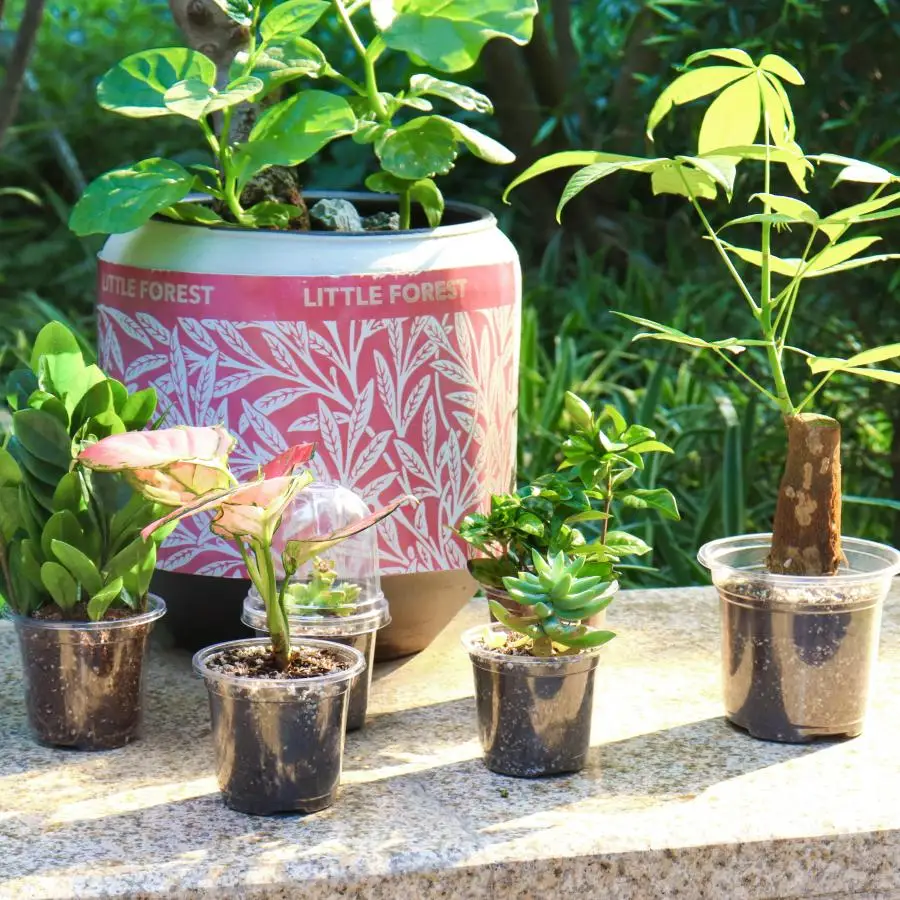 30 ensembles de pots de pépinière avec dômes d'humidité, pots de pépinière transparents de 10 cm (30 pots + 30 couvercles transparents), petits pots pour semis_voghion.com