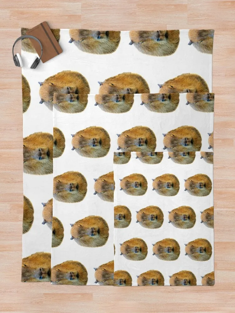 Capybara �Ӹ� ������ ���, ķ�� ���� �غ� ���