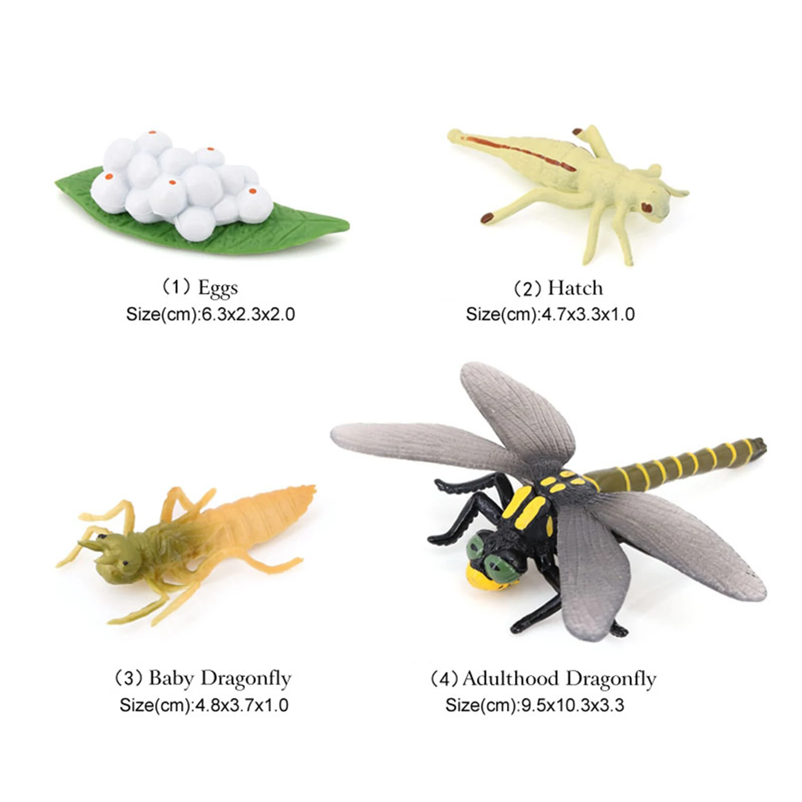 4 Stages Life Cycle of a Dragonfly Simulation Wild Insect Animal Toy Science and Education Toys For Kid Birthday Gift 3