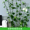 Plant Climbing Wall Self-Adhesive Fixed Buckle Hook Fastener Tied Fixture Vine Buckle Hook Garden Plant Wall Climbing Vine Clips 1