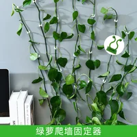 Plant Climbing Wall Self-Adhesive Fixed Buckle Hook Fastener Tied Fixture Vine Buckle Hook Garden Plant Wall Climbing Vine Clips 1