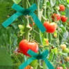 Garden Plant Branch Tie Ribbon PVC Garden Grafting Stretch Tie Ribbon Strength and Toughness Binding Ribbon for Vegetables 2