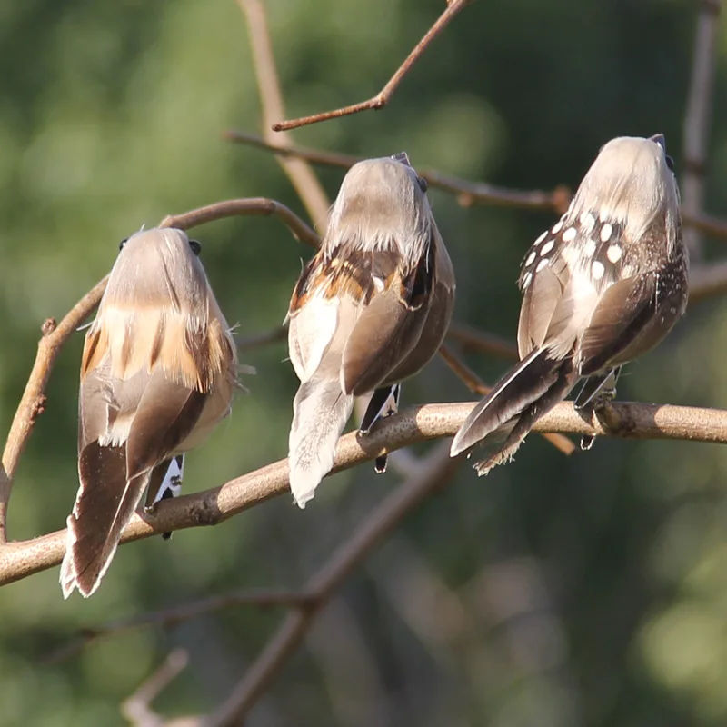 2Pcs Heißer Feder Vogel Nachahmung Spatz Feder Vogel Schaum Grau Nachahmung Künstliche Vogel Prop Baum Zweig Garten Weihnachten Dekor