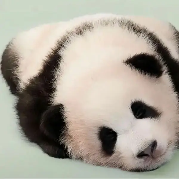 Animal Blanket Store