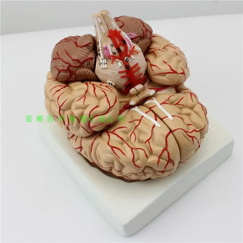 

9 parts Brain Anatomical model Brain Cerebral Artery with nerve system structure model High quality NE