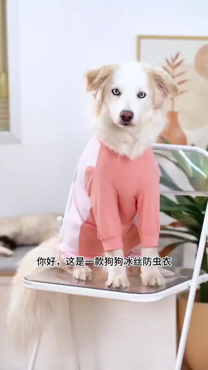 Nueva moda Bull Terrier 3D impreso hombres y mujeres sudaderas con capucha ropa casual perro Bull Terrier manga larga ropa de calle con capucha | Bodega Aurrera en línea