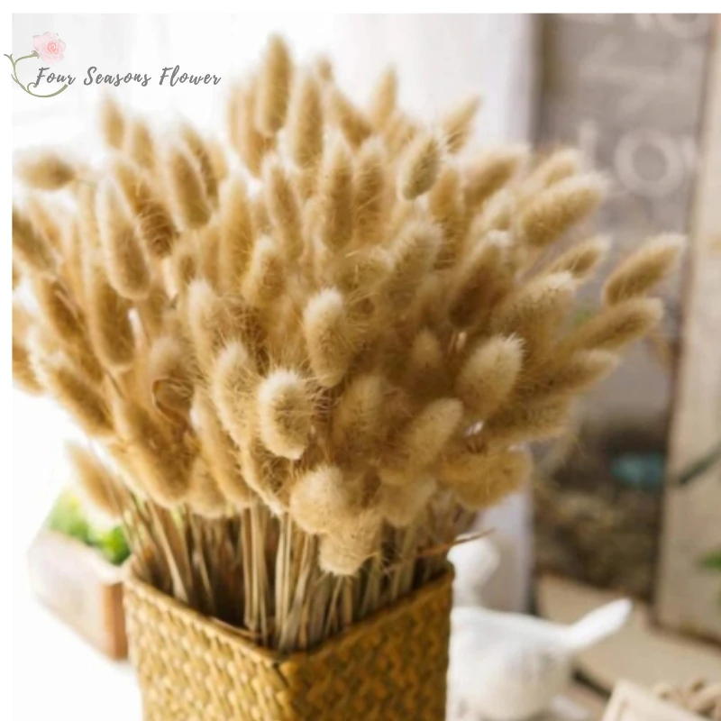 

100pcs Bunny Tails Dried Flowers Fluffy Pampas Grass for Rabbit Floral Arrangement Rustic Wedding Decoration Flower Home Decor