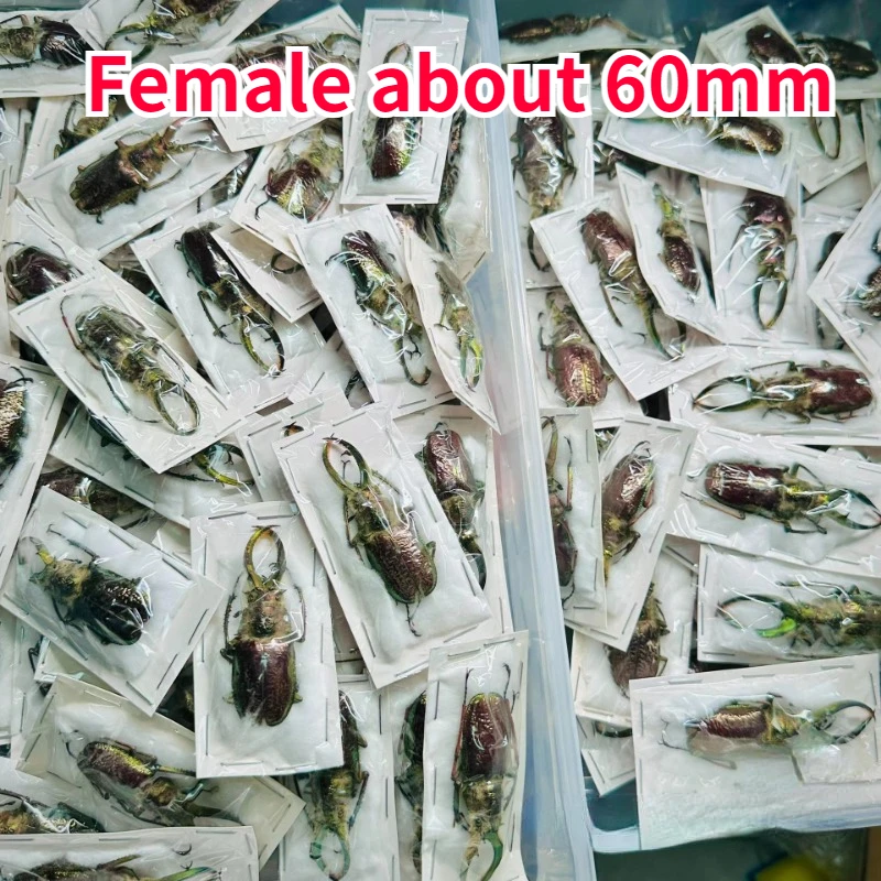 Sphaenognathus Feisthameli Real Insect Spade Beetle Insect