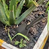 1Pcs Willow Leaf Shovel Thickend Small Shovel Portable Digging Spade For Planting Flower Soil Loosen Household Gardening Tools 5