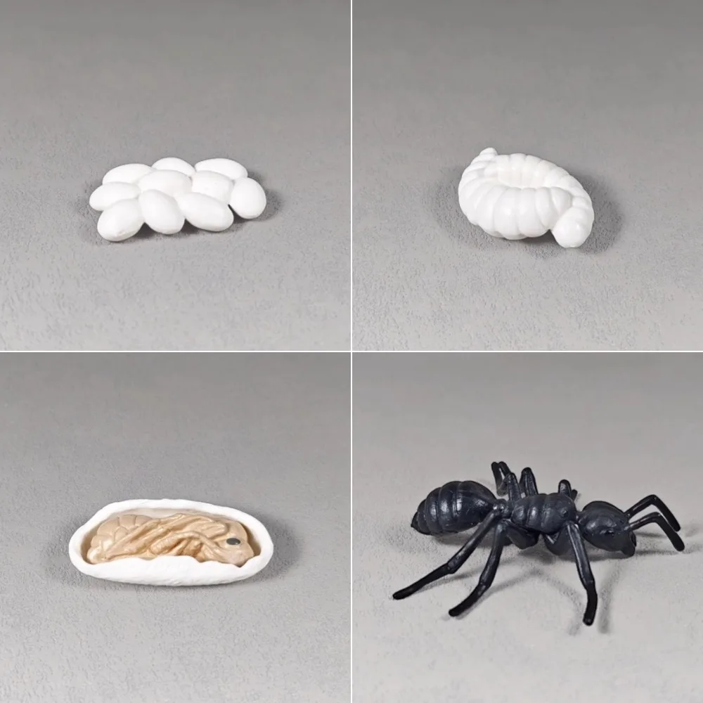 Educational Ant Life Cycle Model Set, Detailed Stages from Egg to Adult, Perfect for Learning and Play, Ideal for Kids and