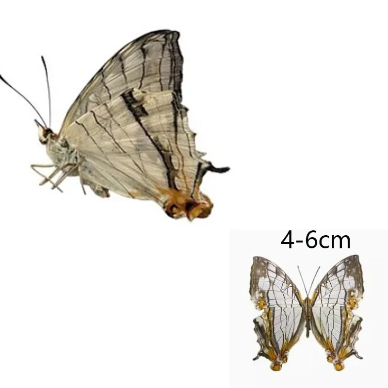 Unwinged Real Butterfly Specimen Suitable for Handmade Taxidermy Practice Family Photo Frame DIY Material