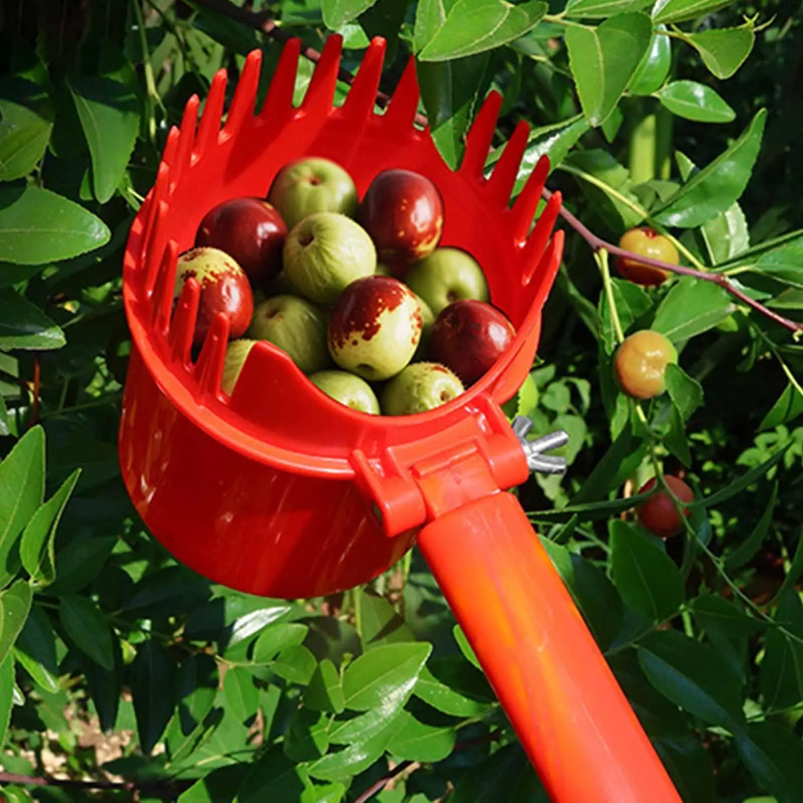Jujube Picker Farm Picker Small Fruits Harvesting Easy to Use High Performance Sturdy Practical Efficient Jujube Picking Tool Jujube Picker Farm Picker Small Fruits Harvesting Easy to Use High Performance Sturdy Practical Efficient Jujube Picking Tool