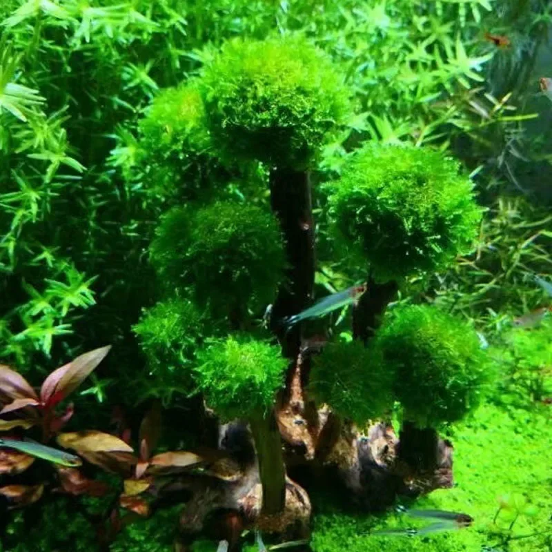 Fish Tank Plant Moss Tree Decoration Landscaping Wood Plant Root Driftwood Aquatic Grass Aquarium Accessories