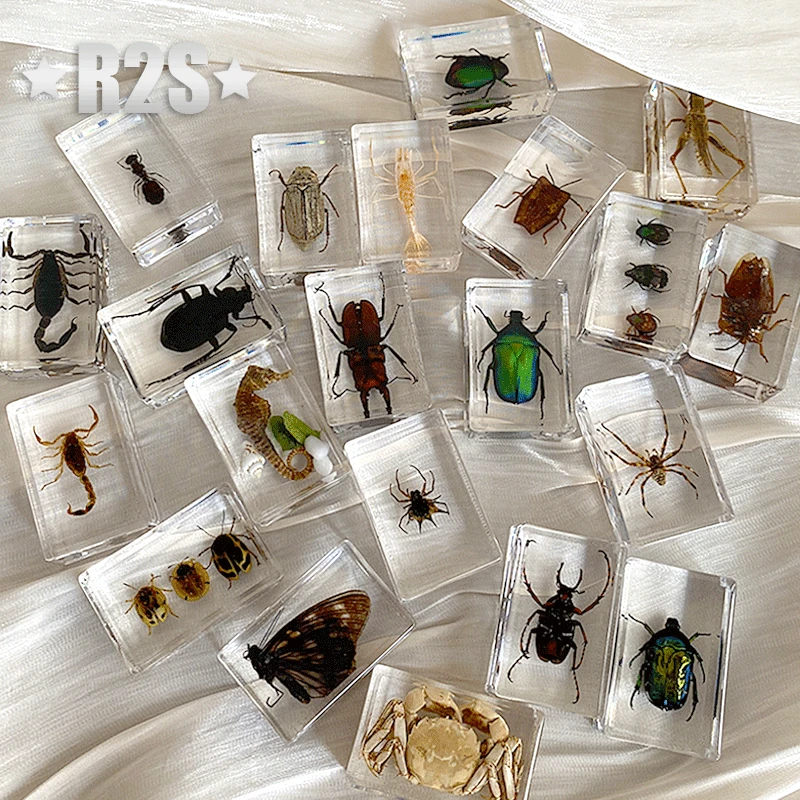 10 Pcs Insect in Resin Specimen Bugs Collection Paperweights Arachnid Resin Spec accessories decoration home in random a lot natural shell ornaments,resin starfish ornaments,butterfly specimen