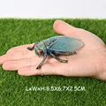 Cicada B