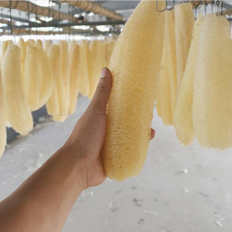 Volles Luffa natürliches Peeling biologisch abbaubarer Luffa schwamm Cellulose natürlicher Dusch schwamm wäscher für Küche Bad – Detail 11