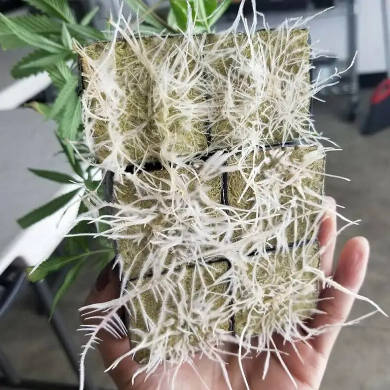 50PCS Growing Sponge Planting Grow Starter Cubes Root Growing Spread Cloning Cubes Hydroponic Indoor Garden Planting