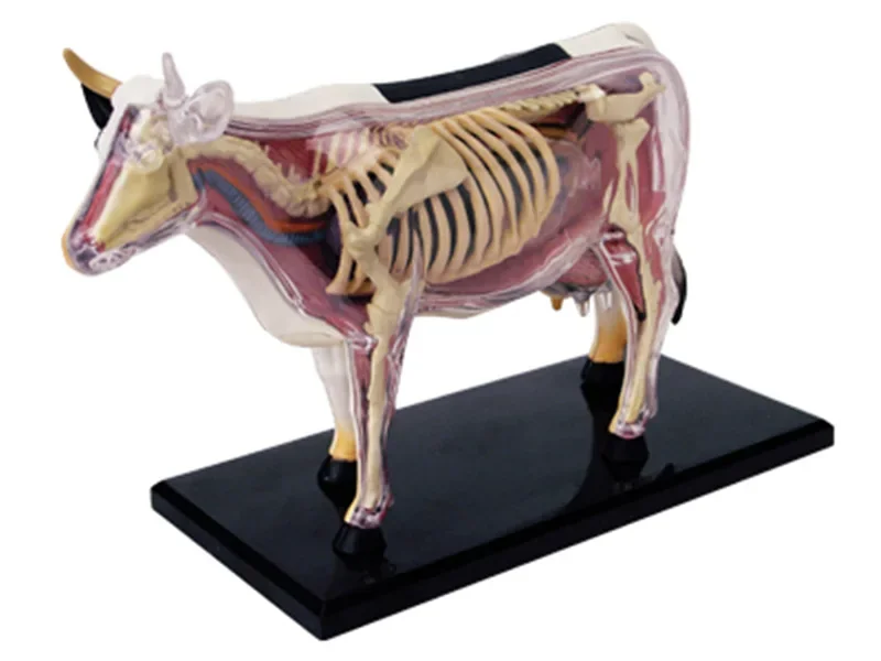 

Для сборной игрушки 4D Cow, биология животных, орган, обучающая модель