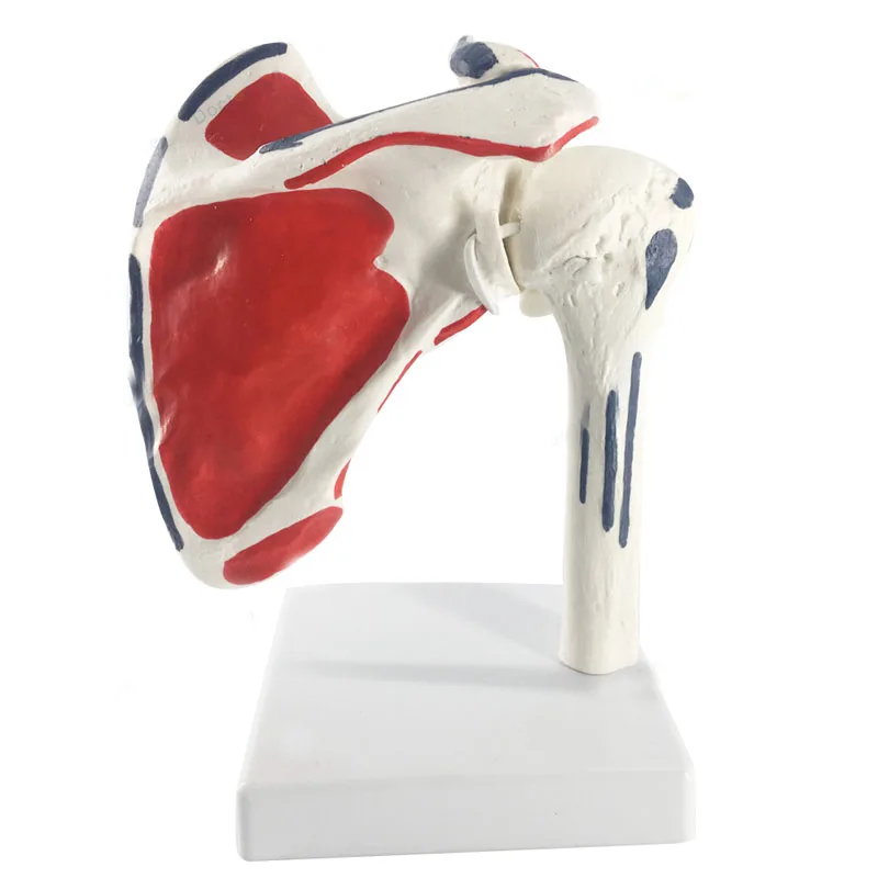 Anatomical Models Human Shoulder Joint