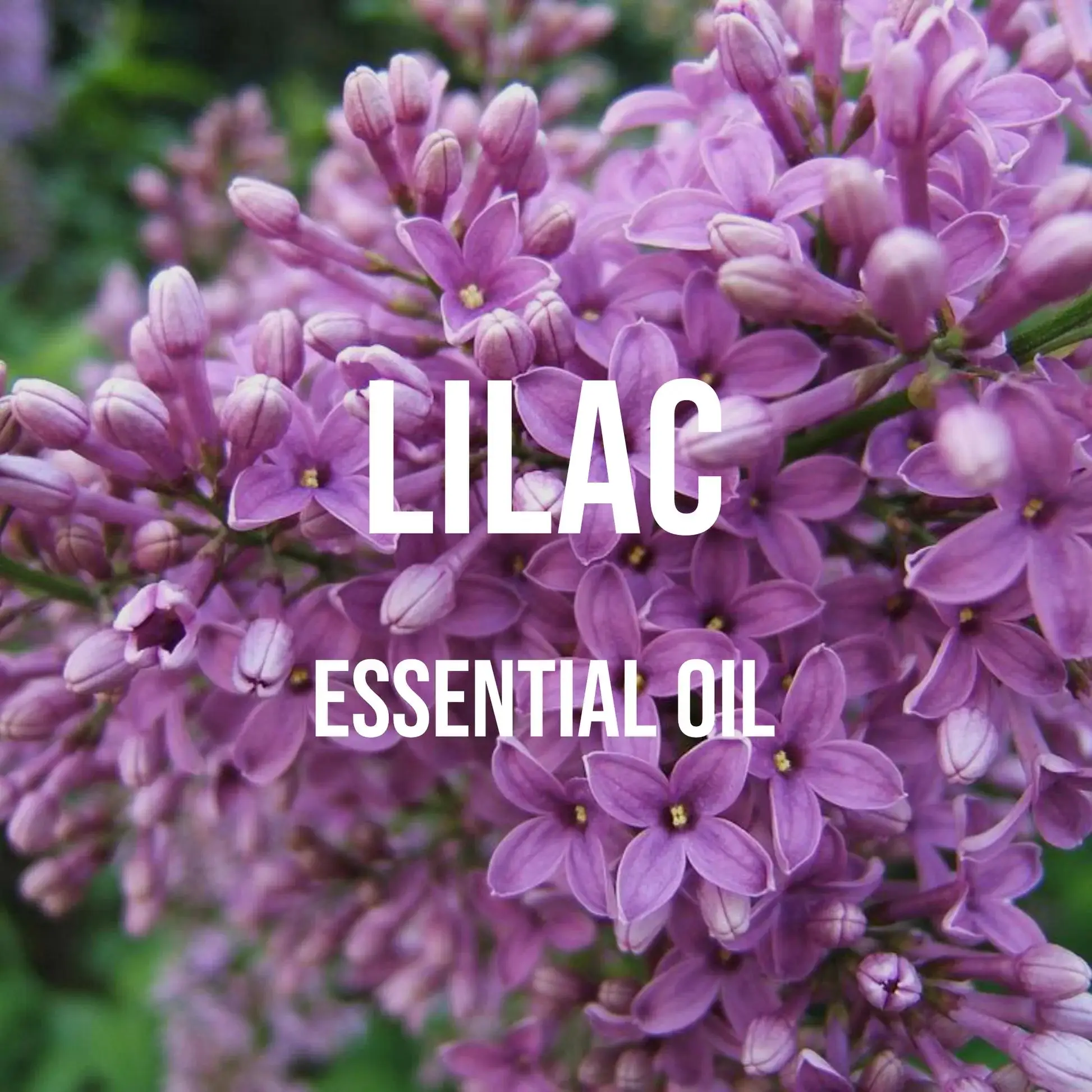 Lilac Essential Oil Premium Grade Undiluted, for Diffusers, Massage Candle and Soap Making Supplies, Diffuser Oil Scents [fila]essential premium bra