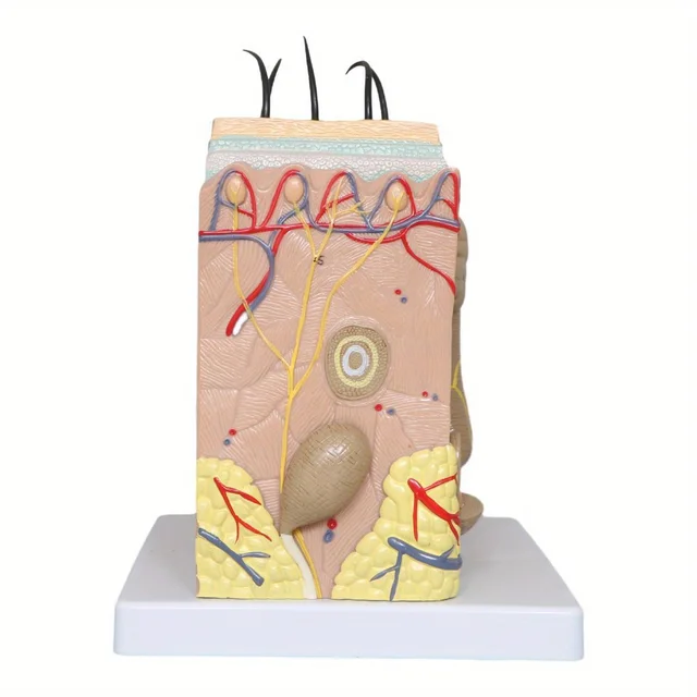 50X Times Human Big Anatomical Skin Magnified Tissue Structure Model with Hair Enlarged for Biology Cosmetic Surgery 3