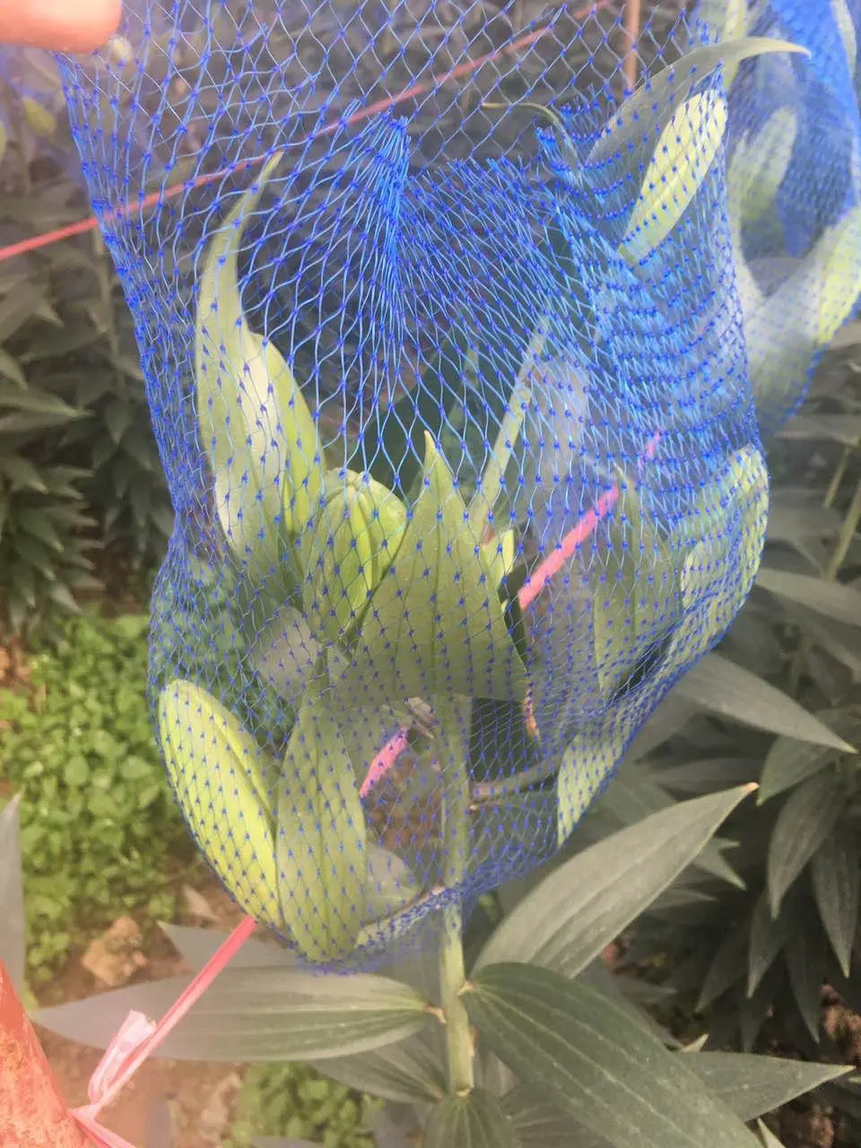 Рисунок 3 - Защитная сетка для цветочных горшков 10 м 30 м 50 м