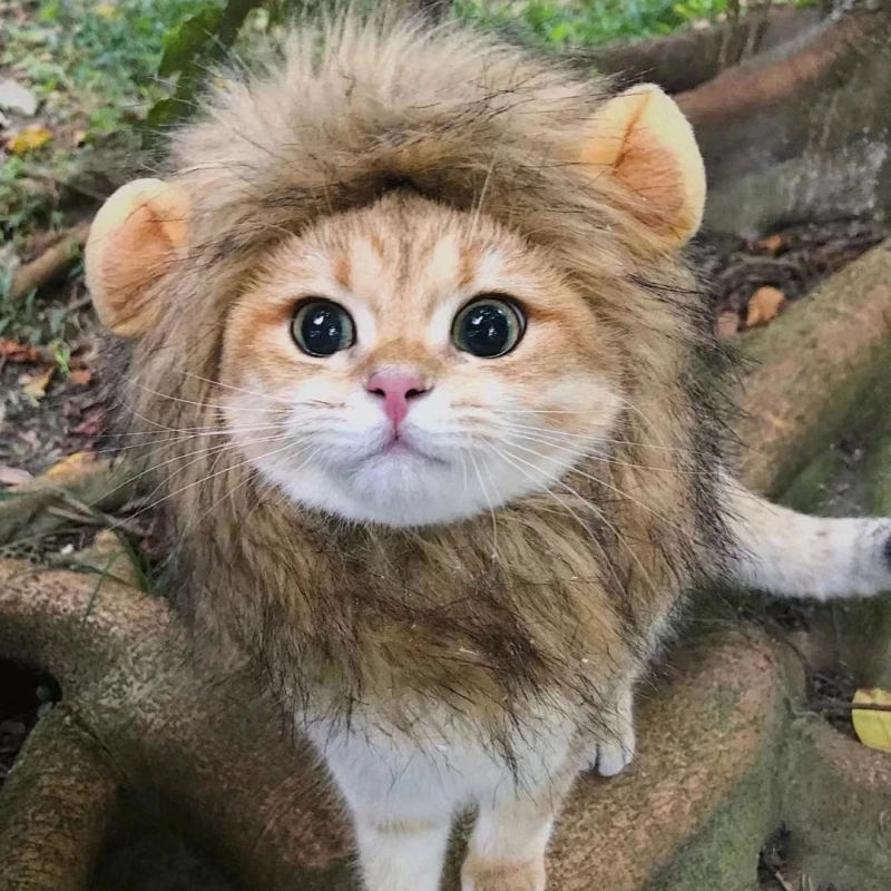 

NEW Cute Lion Mane Cat Wig Hat for Dogs and Cat Small Dog Pet Cat Decor Accessories Lion Wig Fancy Hair Cap Pet Supplies