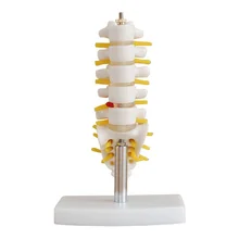 

(Small) Lumbar Spine with Tail Bone Model