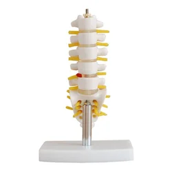 Columna Lumbar (pequeña) con modelo de hueso trasero