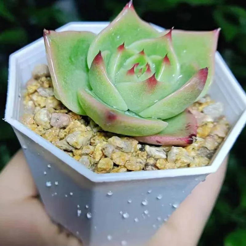 10/20pcs Octagonal Flower Pots Plastic White Planters with Drainage Holes Home Decor Succulents Indoor Outdoor Gardening TMZ