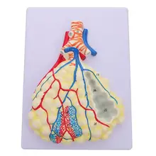 

Respiratory Lung Model Medical Respiratory Alveolus Lung Model Teaching Tool